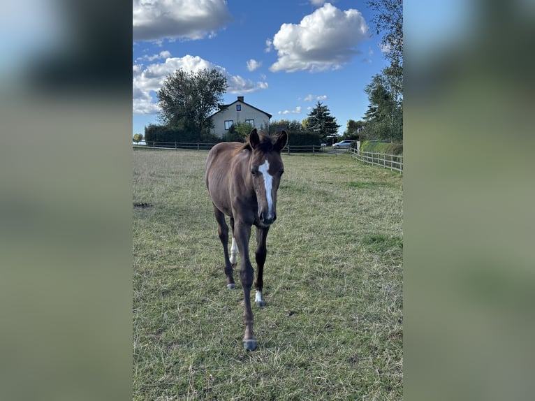 Warmblood sueco Yegua 1 año 168 cm Tordo in Lund
