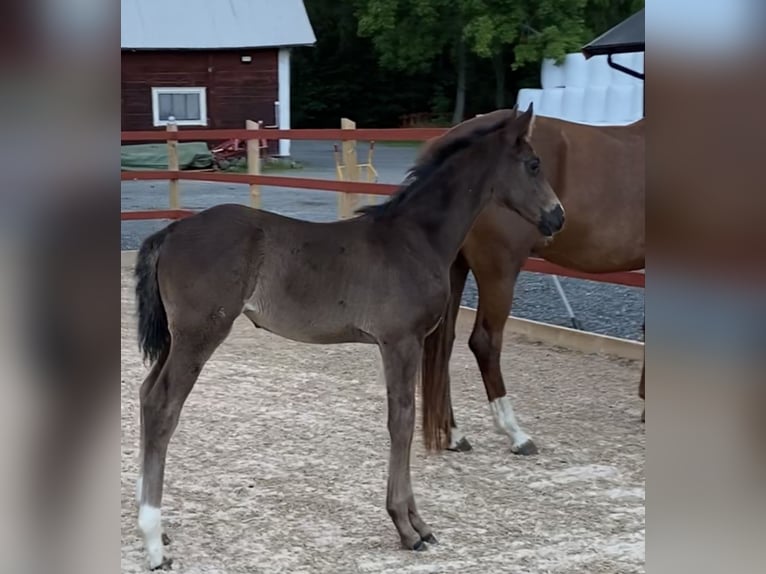Warmblood sueco Yegua 1 año 173 cm Negro in Habo