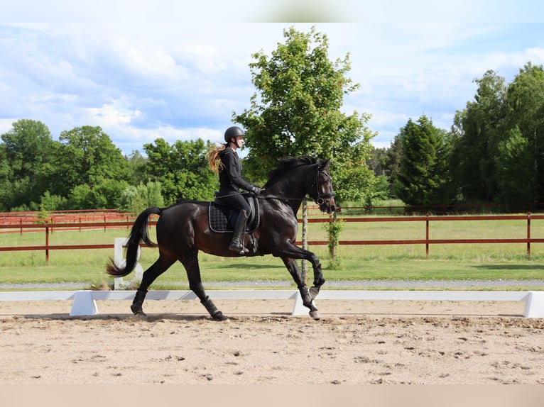 Warmblood sueco Yegua 4 años 172 cm Castaño oscuro in Eskilstuna