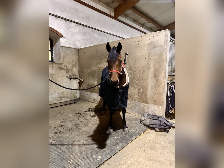 Warmblood sueco Mestizo Yegua 5 años 155 cm Castaño in Leipzig