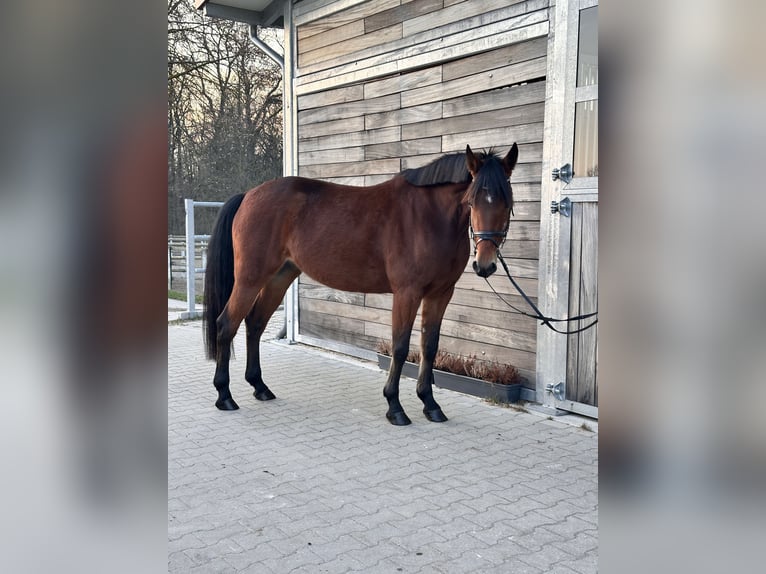 Warmblood sueco Mestizo Yegua 5 años 155 cm Castaño in Leipzig