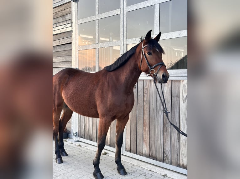 Warmblood sueco Mestizo Yegua 5 años 155 cm Castaño in Leipzig