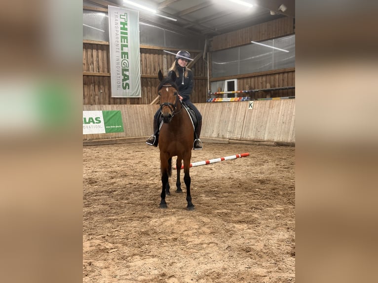 Warmblood sueco Mestizo Yegua 5 años 157 cm Castaño in Leipzig