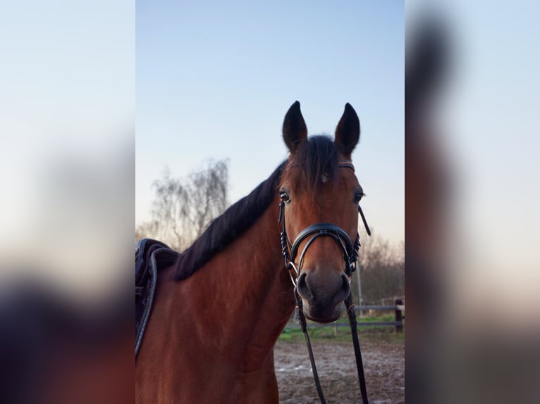 Warmblood sueco Mestizo Yegua 5 años 157 cm Castaño in Leipzig
