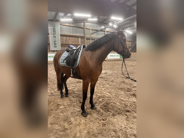 Warmblood sueco Mestizo Yegua 5 años 157 cm Castaño in Leipzig
