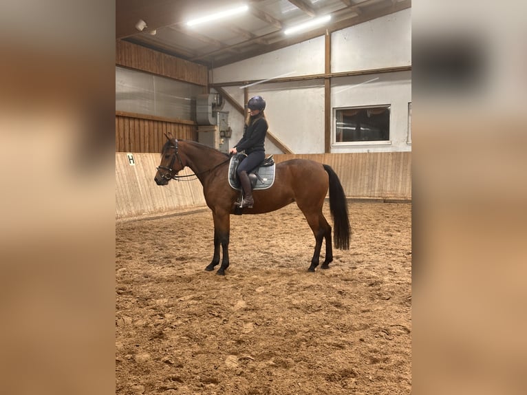 Warmblood sueco Mestizo Yegua 5 años 157 cm Castaño in Leipzig
