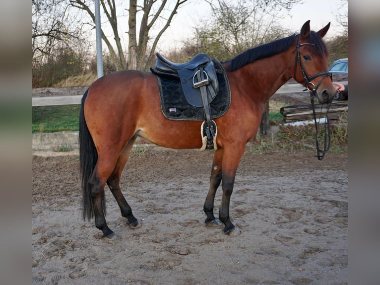 Warmblood sueco Mestizo Yegua 5 años 157 cm Castaño in Leipzig