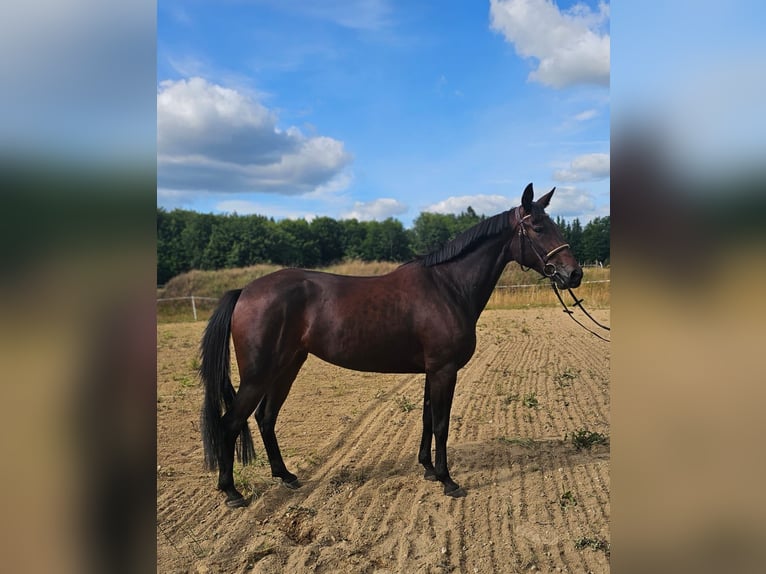 Warmblood sueco Mestizo Yegua 5 años 157 cm Castaño oscuro in Leipzig