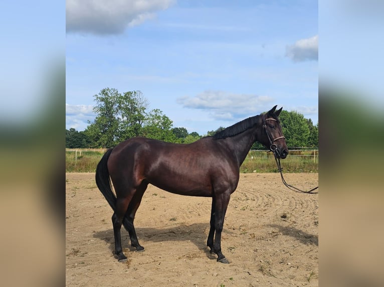 Warmblood sueco Mestizo Yegua 5 años 157 cm Castaño oscuro in Leipzig