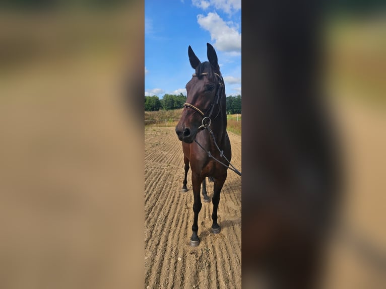 Warmblood sueco Mestizo Yegua 5 años 157 cm Castaño oscuro in Leipzig