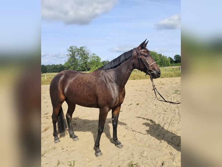 Warmblood sueco Mestizo Yegua 5 años 157 cm Castaño oscuro in Leipzig