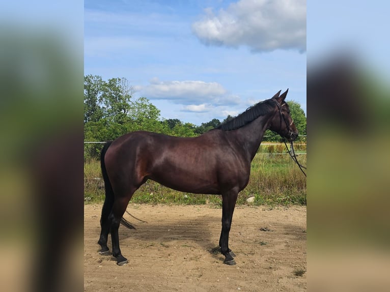 Warmblood sueco Mestizo Yegua 5 años 157 cm Castaño oscuro in Leipzig
