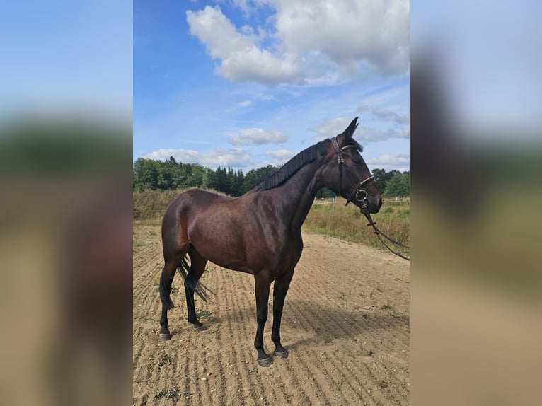 Warmblood sueco Mestizo Yegua 5 años 157 cm Castaño oscuro in Leipzig
