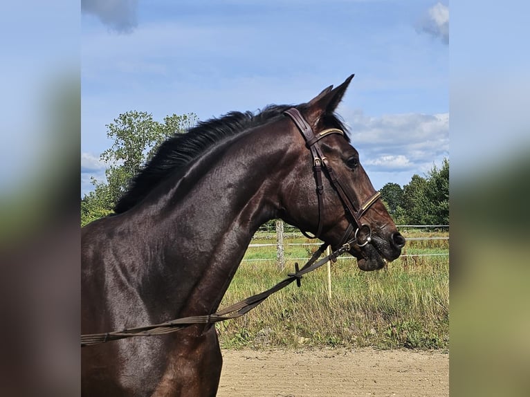 Warmblood sueco Mestizo Yegua 5 años 157 cm Castaño oscuro in Leipzig