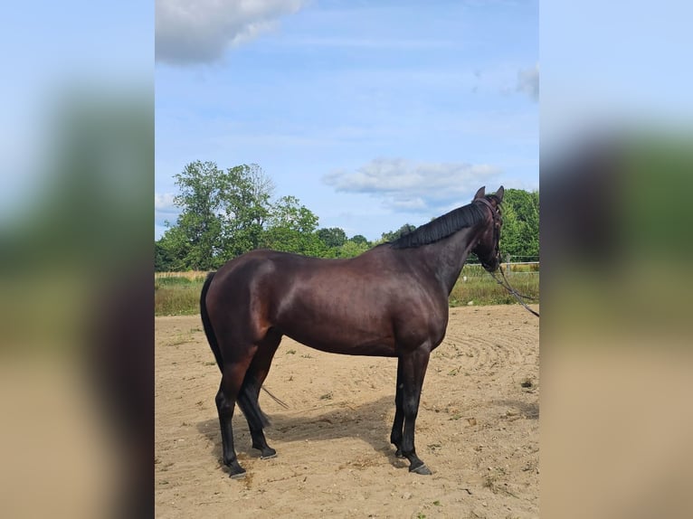Warmblood sueco Mestizo Yegua 5 años 157 cm Castaño oscuro in Leipzig