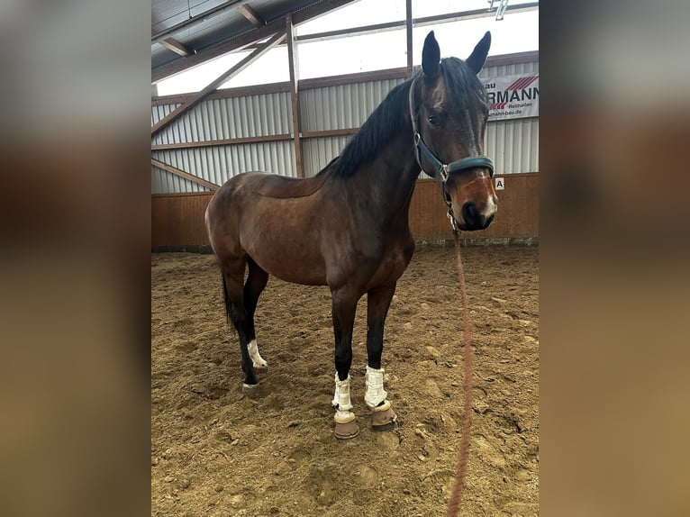 Warmblood sueco Yegua 5 años 172 cm Castaño in Suhlendorf