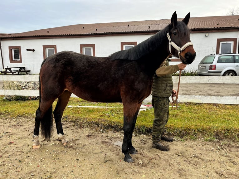 Warmblood sueco Yegua 7 años 165 cm Morcillo in Bronków