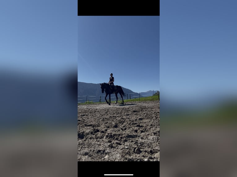 Warmblood sueco Mestizo Yegua 8 años 165 cm Castaño in Leßnig