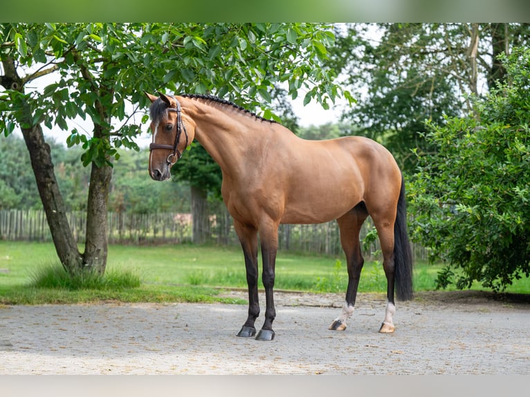 Warmblood sueco Yegua 8 años 166 cm Castaño in GROTE-BROGEL