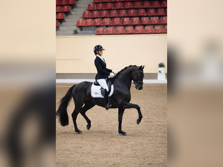 Warmblood sueco Yegua 8 años 167 cm Castaño rojizo in Ekolsund