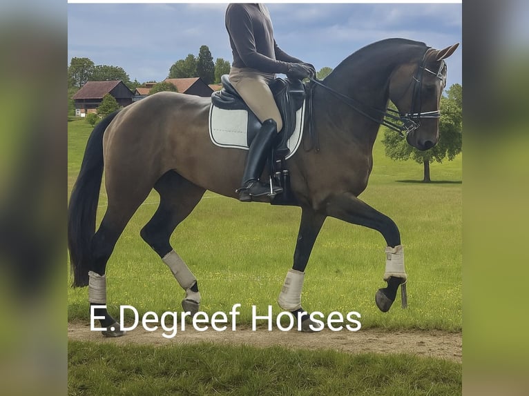 Warmblood sueco Yegua 8 años 173 cm Castaño in Stockholm