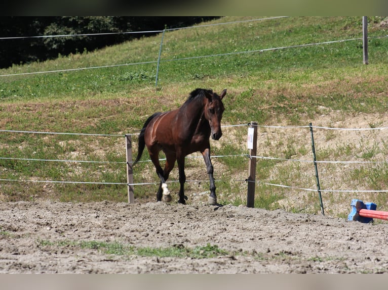 Warmblood sueco Mestizo Yegua 9 años 165 cm Castaño in Leßnig
