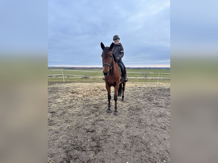 Warmblood sueco Mestizo Yegua 9 años 165 cm Castaño oscuro in Leipzig