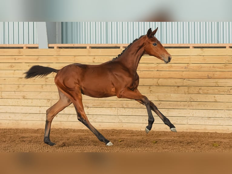 Warmblood sueco Yegua Potro (04/2026) Castaño in Flyinge