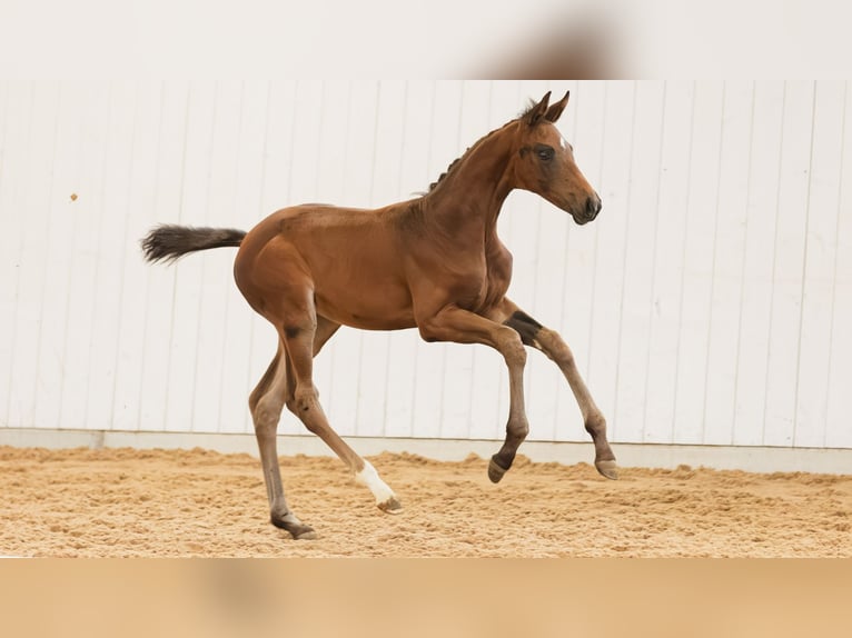 Warmblood sueco Yegua Potro (06/2026) Castaño in Flyinge