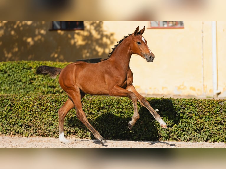 Warmblood sueco Yegua Potro (04/2026) Castaño in Flyinge