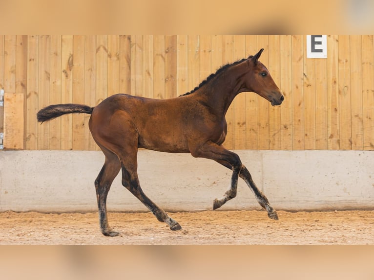 Warmblood sueco Yegua Potro (05/2026) Castaño in Flyinge
