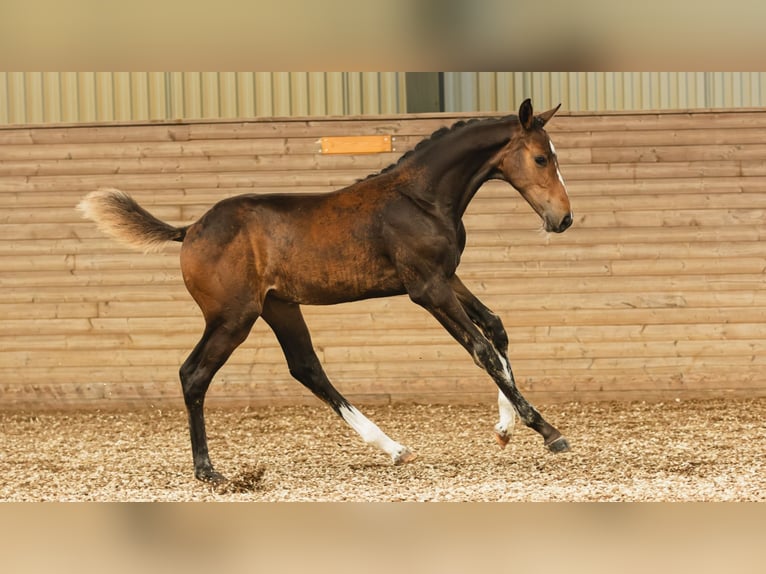 Warmblood sueco Yegua Potro (05/2026) Castaño in Flyingeha