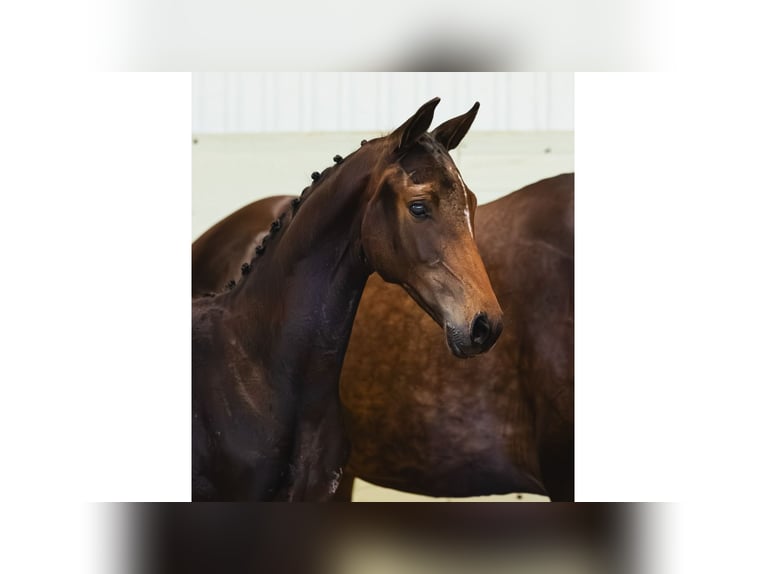 Warmblood sueco Yegua Potro (04/2026) Castaño oscuro in Flyinge