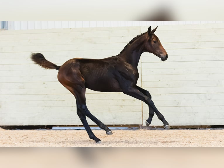 Warmblood sueco Yegua Potro (04/2026) Castaño oscuro in Flyinge