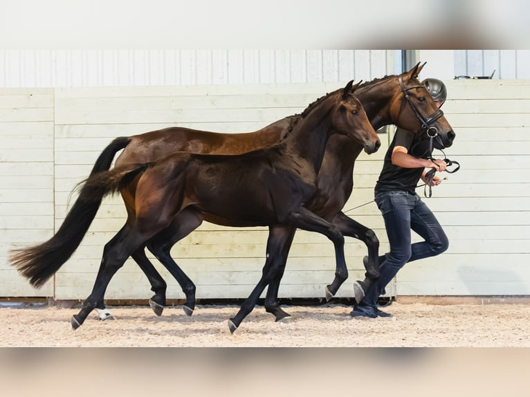 Warmblood sueco Yegua Potro (04/2026) Castaño oscuro in Flyinge