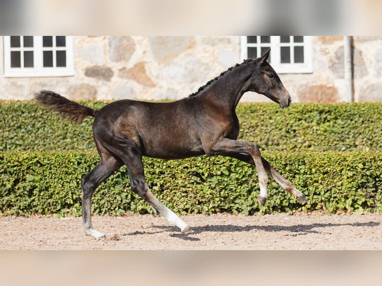 Warmblood sueco Yegua Potro (05/2026) Castaño oscuro in Flyinge