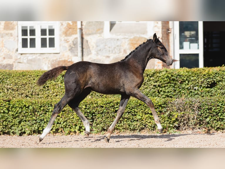 Warmblood sueco Yegua Potro (05/2026) Castaño oscuro in Flyinge