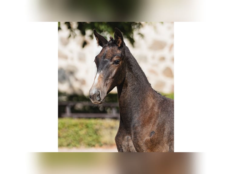 Warmblood sueco Yegua Potro (05/2026) Castaño oscuro in Flyinge