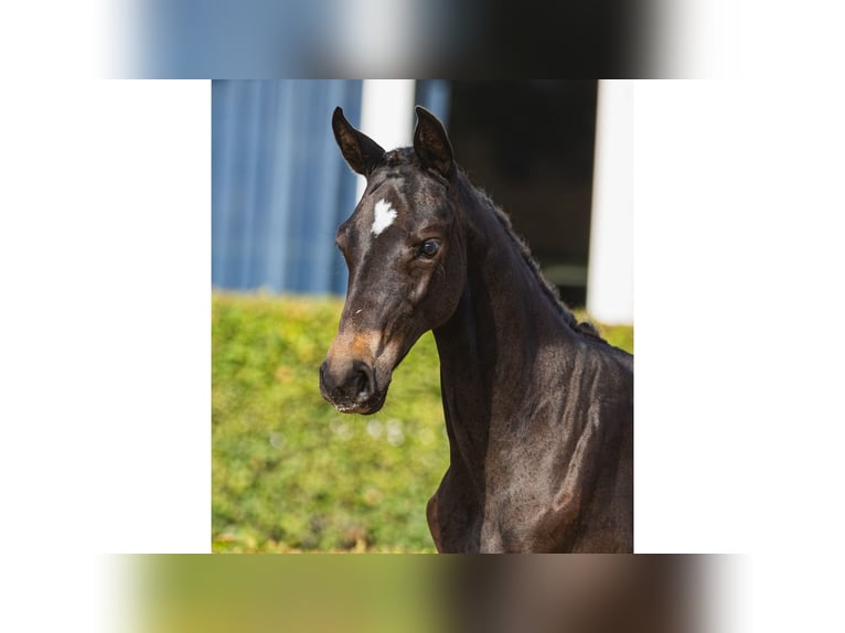 Warmblood sueco Yegua Potro (05/2026) Castaño oscuro in Flyinge