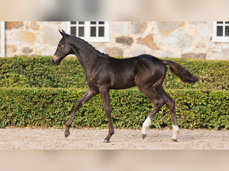 Warmblood sueco Yegua Potro (05/2026) Castaño oscuro in Flyinge
