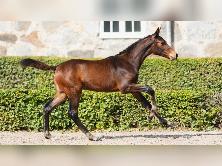 Warmblood sueco Yegua Potro (05/2026) Castaño oscuro in Flyinge