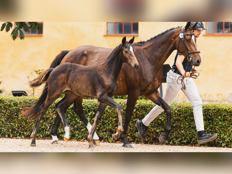 Warmblood sueco Yegua Potro (05/2026) Castaño oscuro in Flyinge