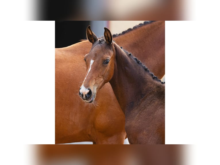 Warmblood sueco Yegua Potro (04/2026) Castaño oscuro in Flyinge