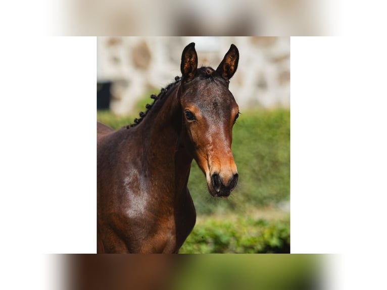 Warmblood sueco Yegua Potro (05/2026) Castaño oscuro in Flyinge