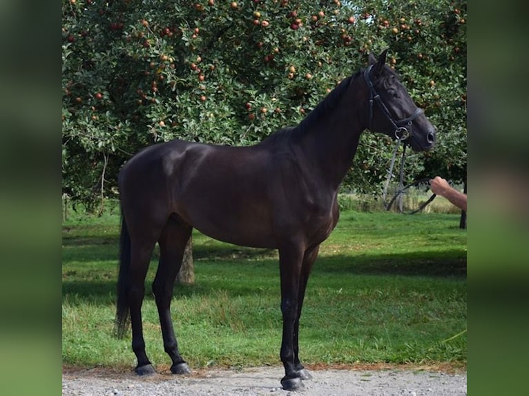 Warmblood suizo Caballo castrado 10 años 175 cm Negro in Hohentannen