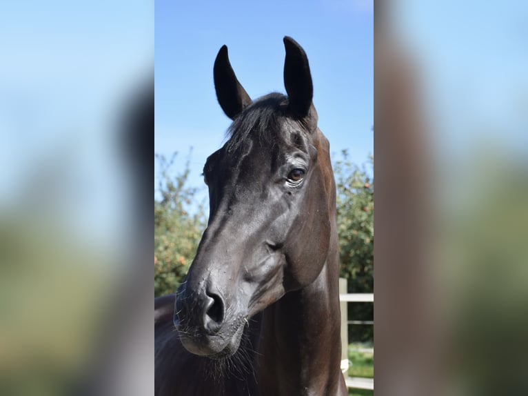 Warmblood suizo Caballo castrado 10 años 175 cm Negro in Hohentannen