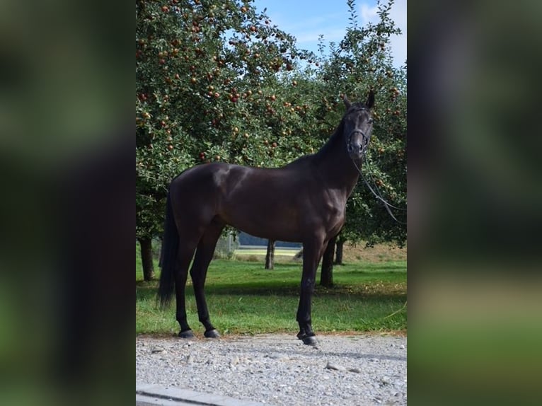 Warmblood suizo Caballo castrado 10 años 175 cm Negro in Hohentannen