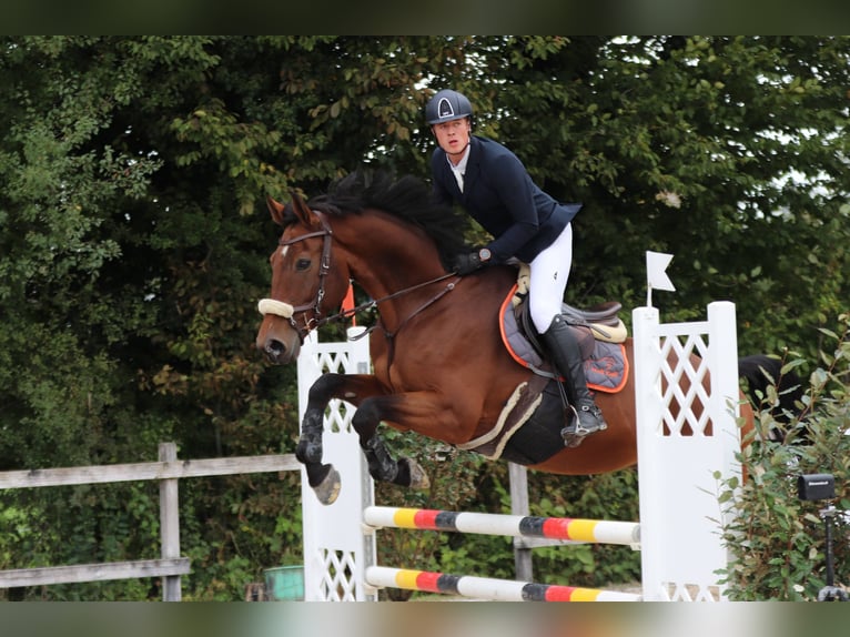 Warmblood suizo Caballo castrado 10 años 177 cm Castaño in Lyss