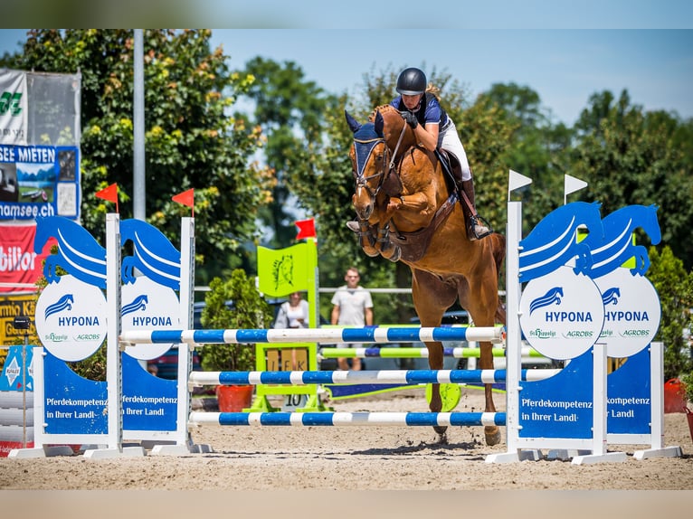 Warmblood suizo Caballo castrado 10 años Alazán in Ettiswil