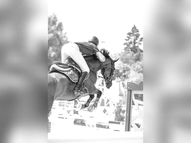 Warmblood suizo Caballo castrado 11 años 160 cm Castaño oscuro in Bex